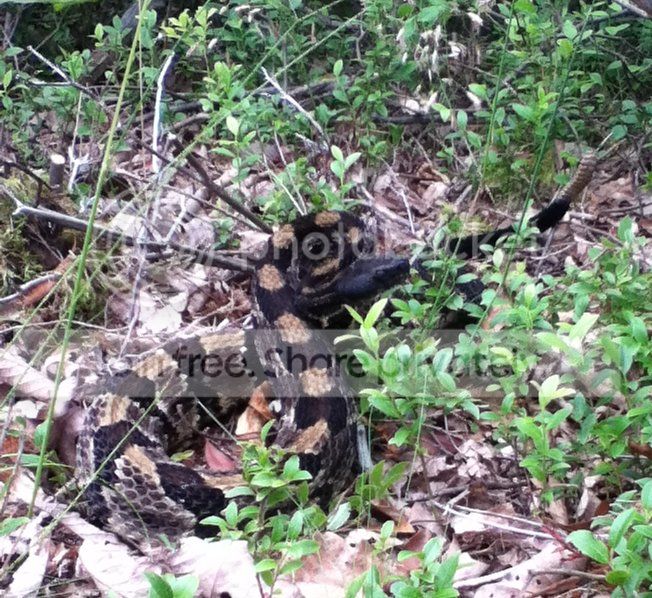 Rattlesnake061812.jpg