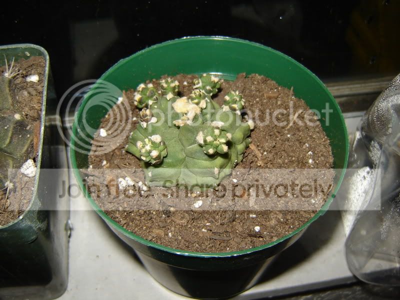 Cplants003.jpg