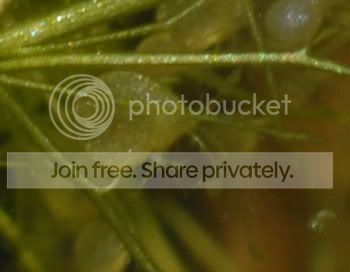 watherplants3.jpg