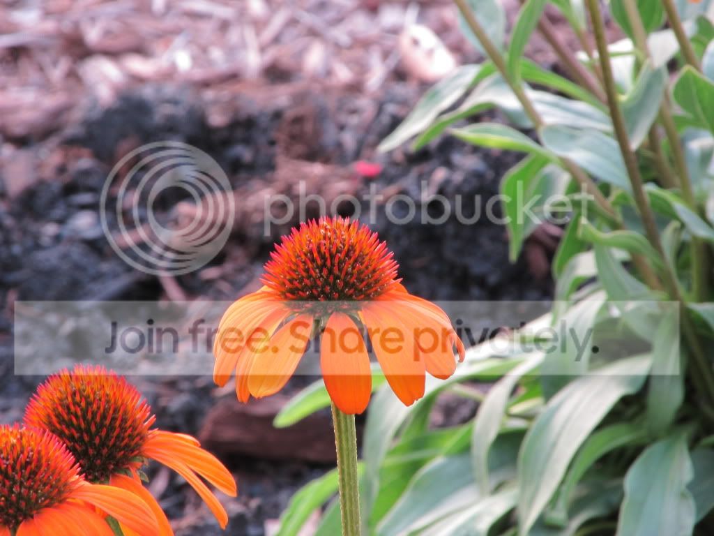 IMG_6680.jpg
