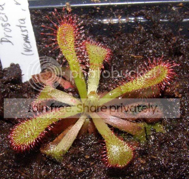 Dcoccicaulis.jpg