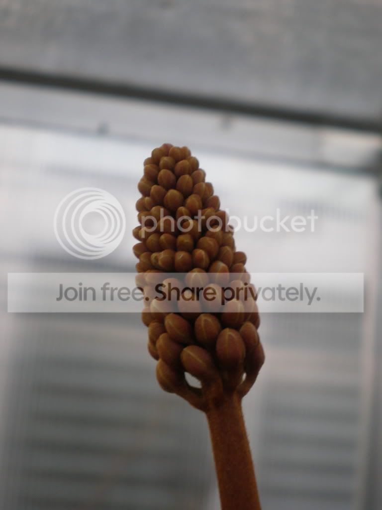 VentxTMflower.jpg