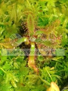 IMG_2088_zpsegbol5if.jpg