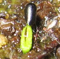 Seed_Germinating_more.jpg