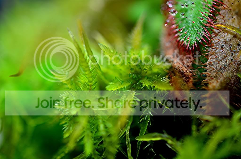PlantsDec2011009.jpg