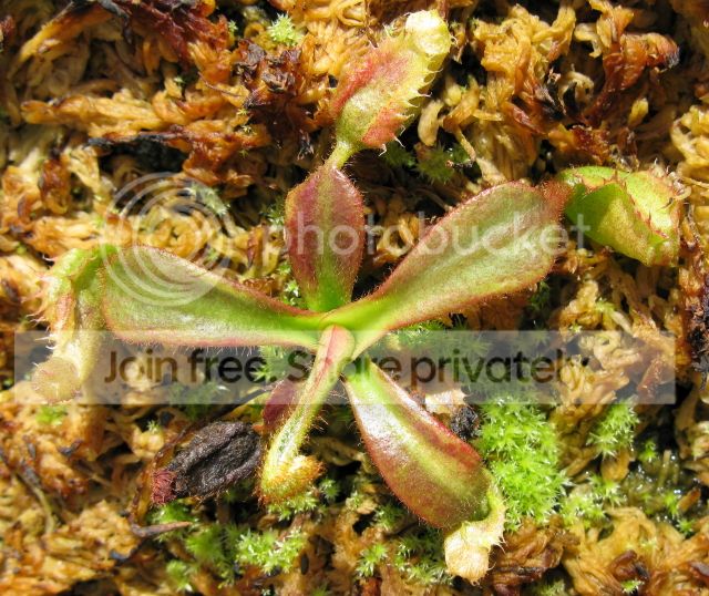 IMG_2465-N-veitchii-seedling.jpg
