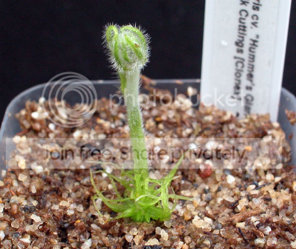 CFlower2.jpg