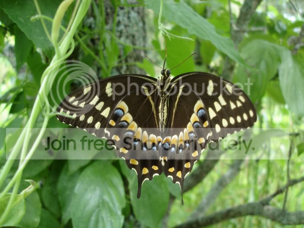 workandwildlife001-1.jpg