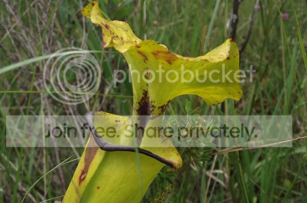 DSCF8083.jpg