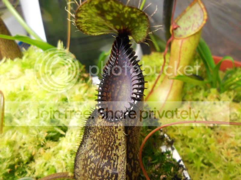 Nhamata_4-22-12.jpg