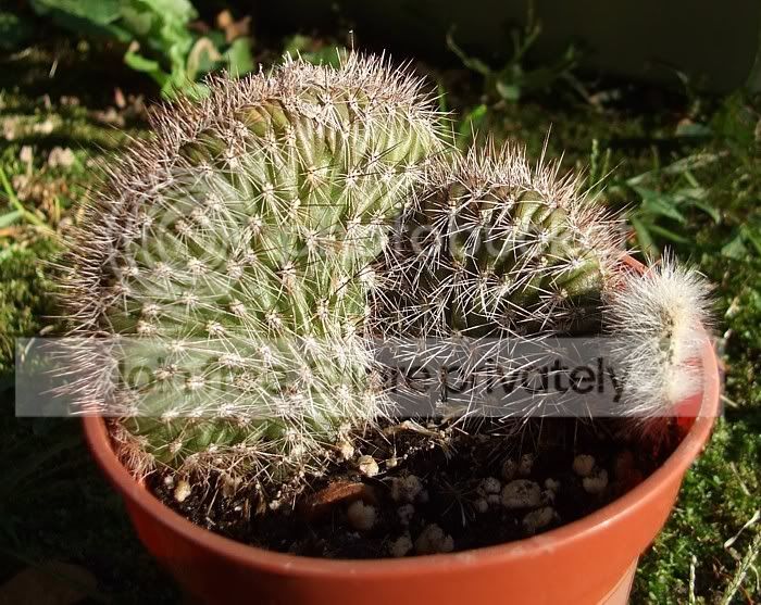 Newcactisandsucculents011.jpg