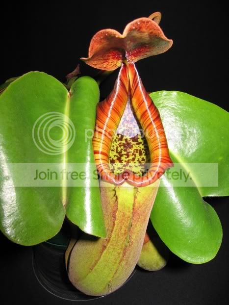 truncata2.jpg