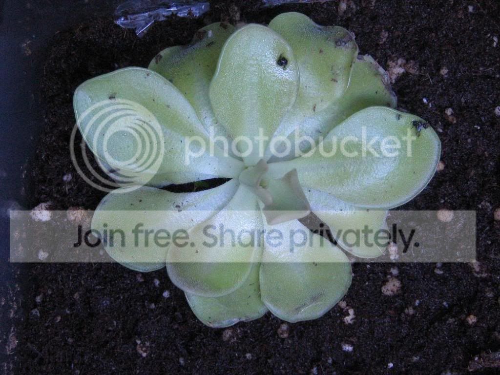 Pictures002.jpg
