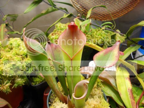 Hbutchiensis_10-27-11.jpg