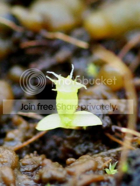 nepsprouts3.jpg