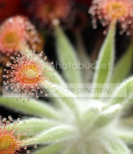 d_ordensis1.jpg