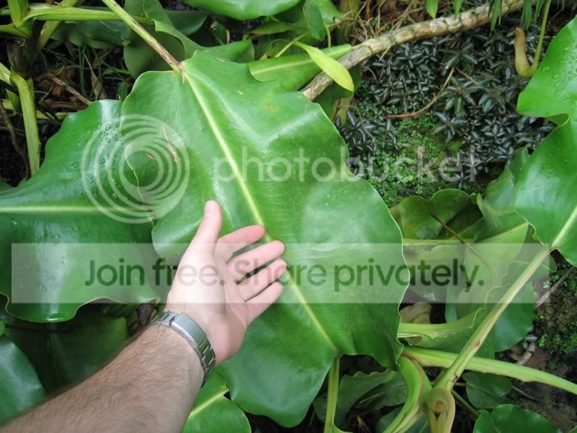 ABGtruncata.jpg