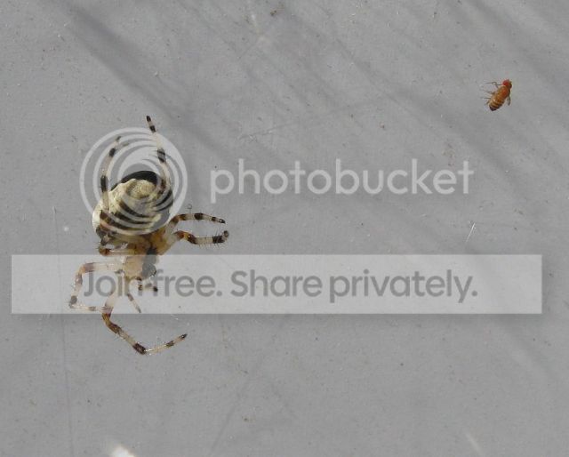 IMG_2692-spider.jpg