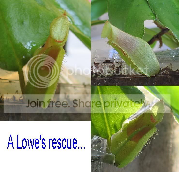 unknownNepenthes.jpg