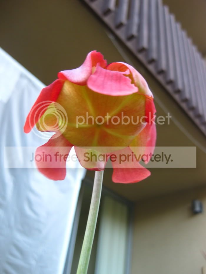 Sleucophylla-flower.jpg