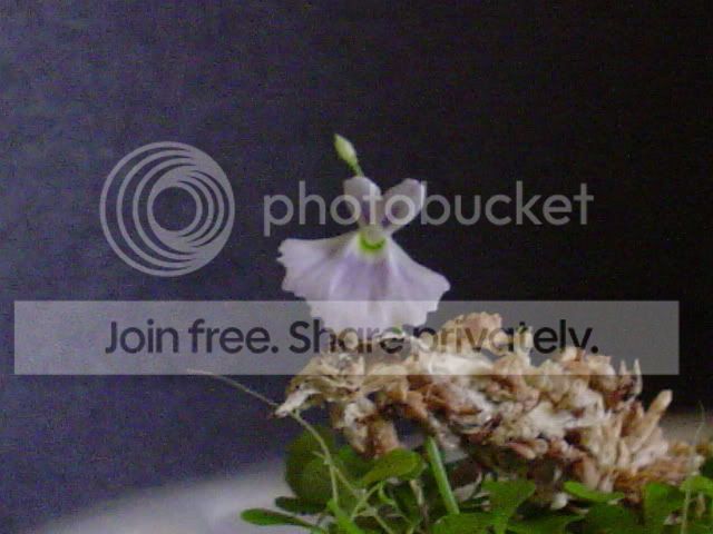 DSC00050.jpg