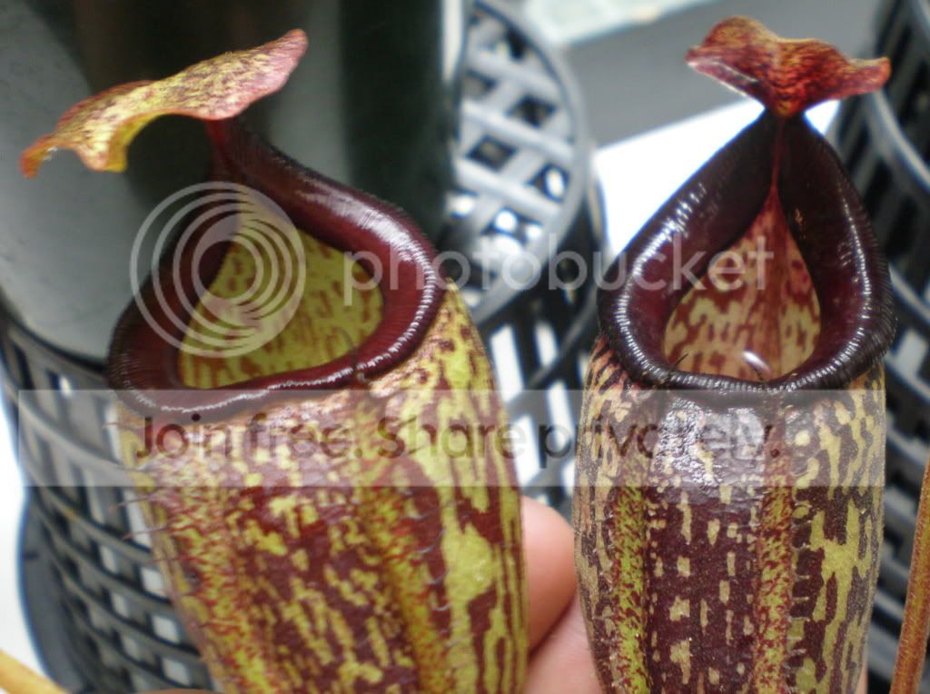 ExoticLadyandLadyPaulinepitcherclos.jpg