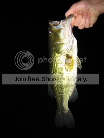 BASS.jpg