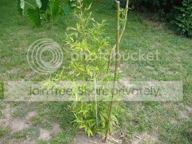 BlackBamboo.jpg