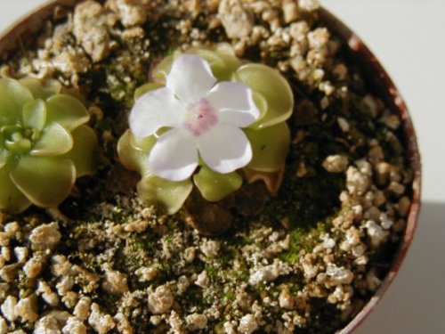 rotundiflora.JPG
