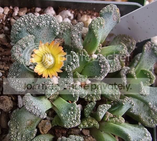 newsucculentsA004.jpg