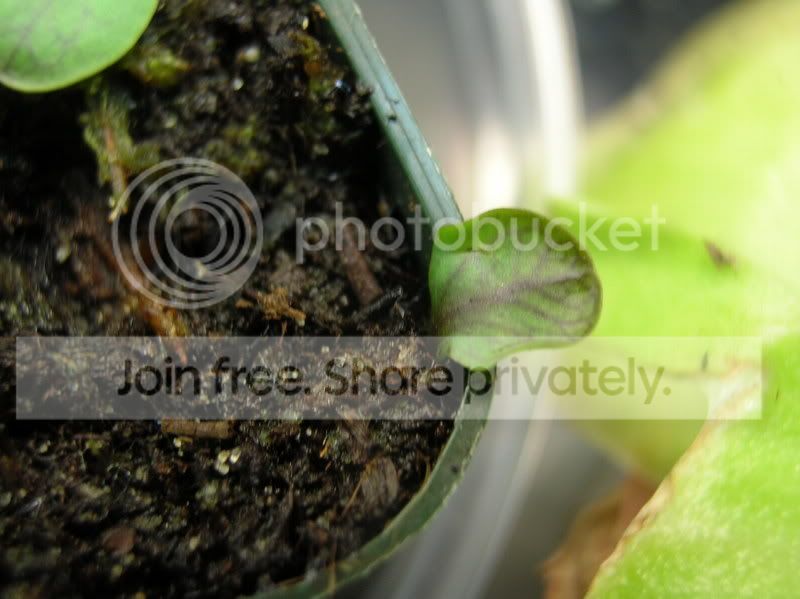 calycifida2.jpg