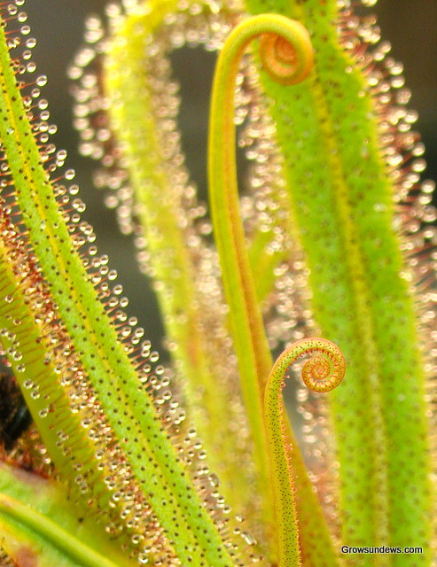Regia_unfurling-hi.JPG