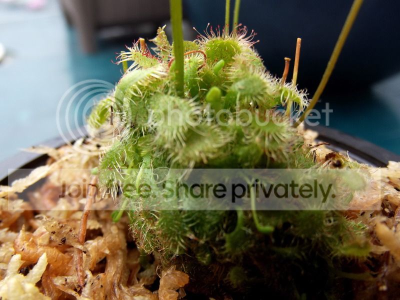 DSCF9068.jpg