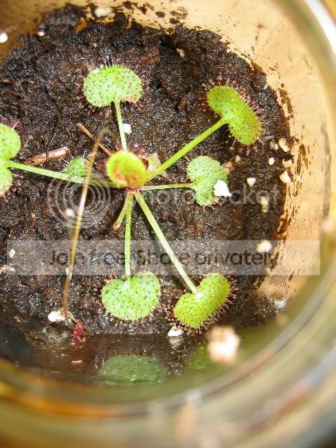 drosera1.jpg
