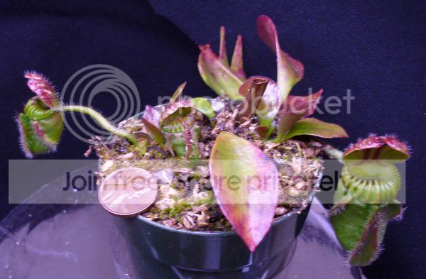 CephHGnasc040912.jpg