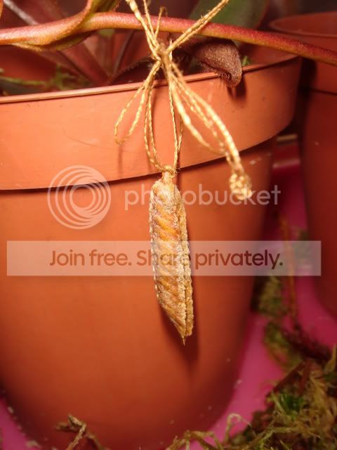 mantid_case_terrarium.jpg