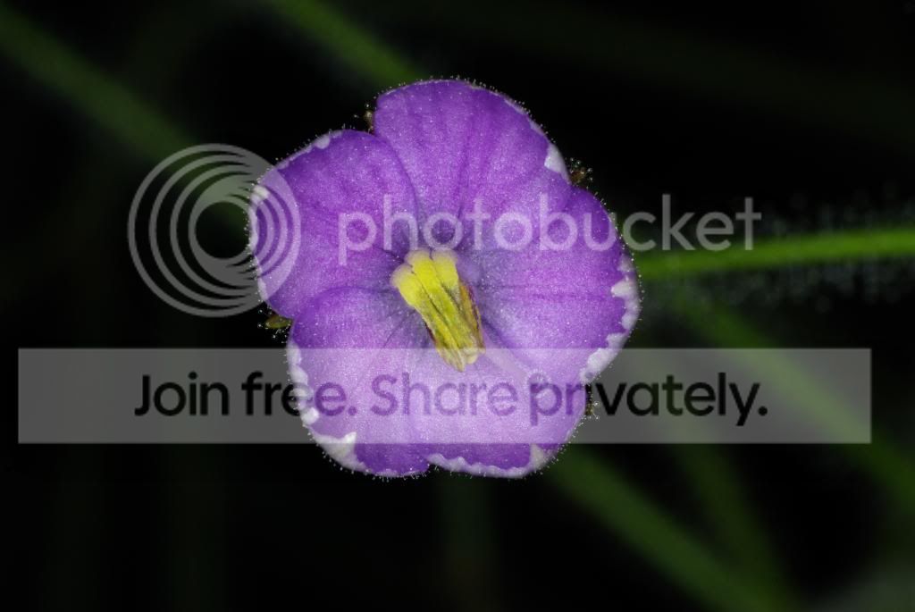 IMGP4692.jpg