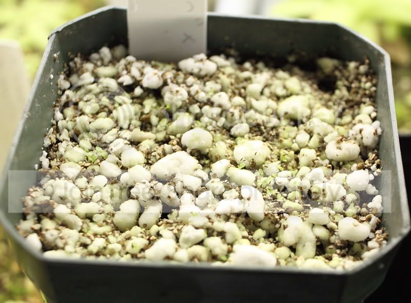 pingseedlings.jpg