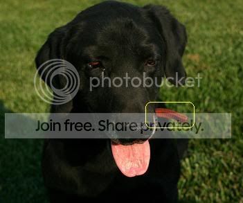 dog.jpg