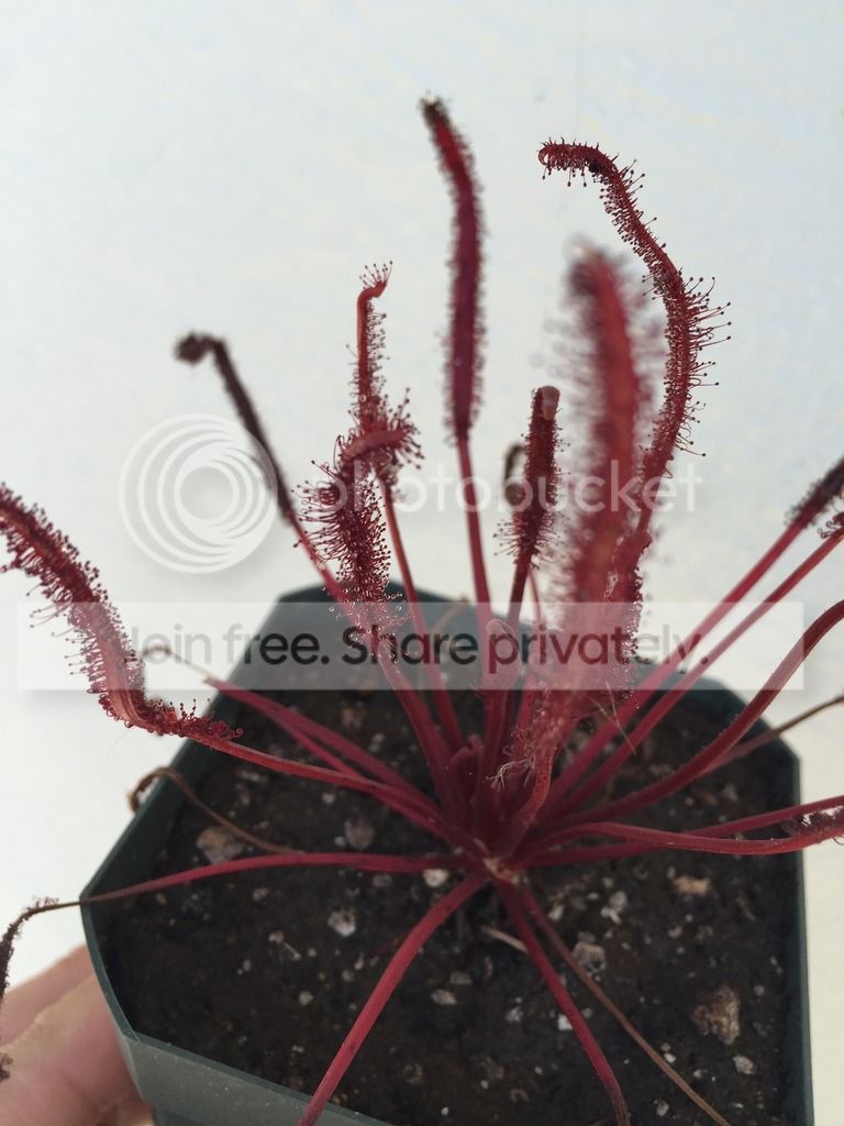 IMG_1245_zpss7mkbcbx.jpg