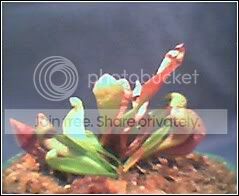 SARRACENIAUNKNOWN.jpg