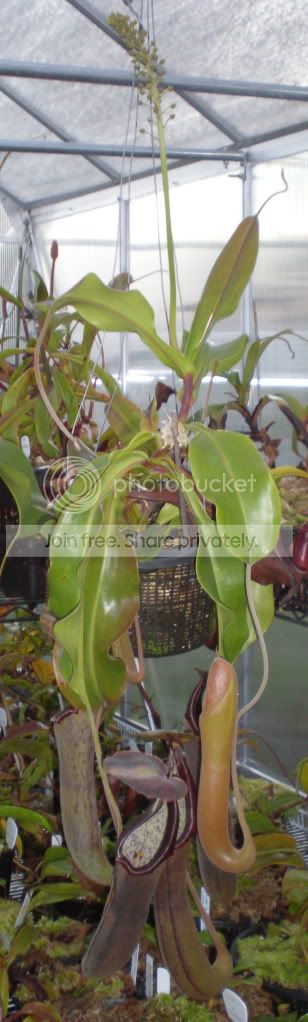 IzumxTruncFloweredwholeplant.jpg
