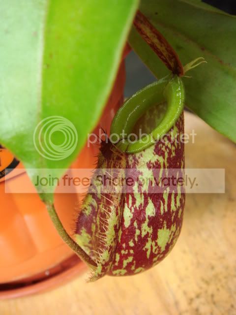 kuchingensis_pitcher.jpg