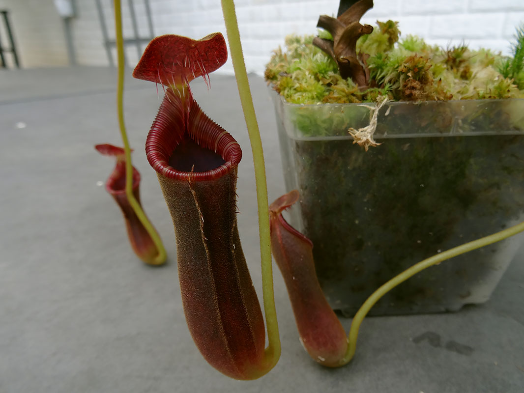 nepenthes-lowii.jpg