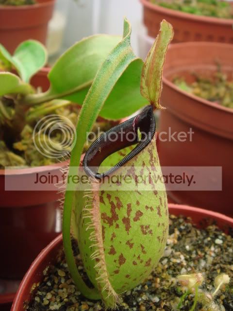 hookeriana_blacklip-1.jpg
