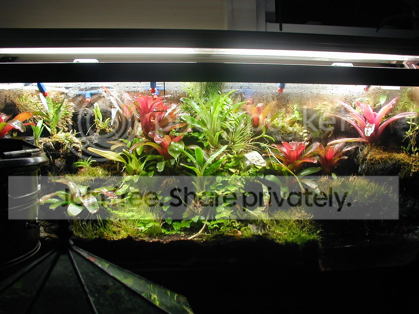 Terrarium1003.jpg
