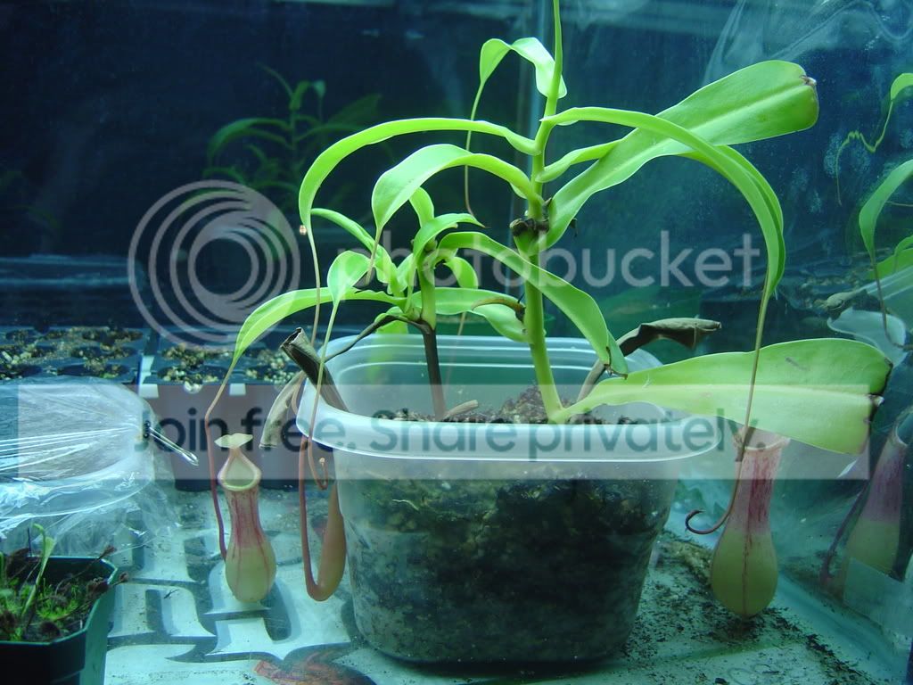 Terrariumrandompics002.jpg