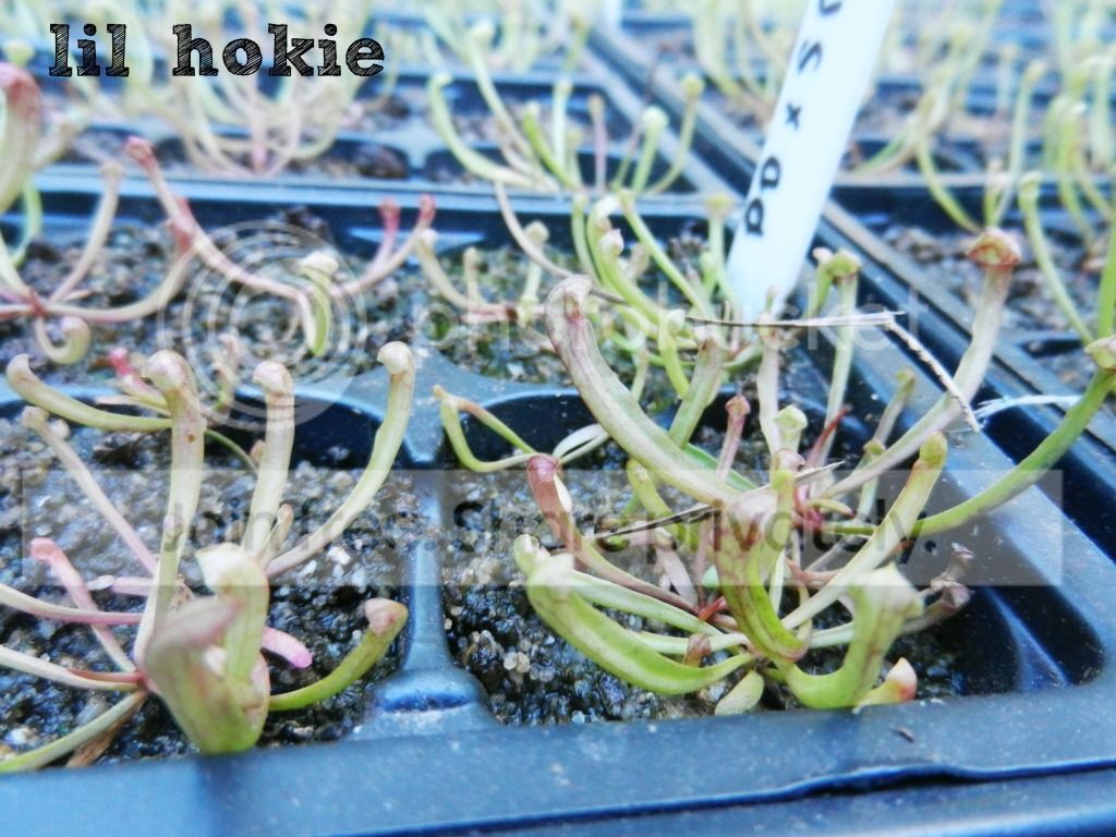 seedlings2.jpg