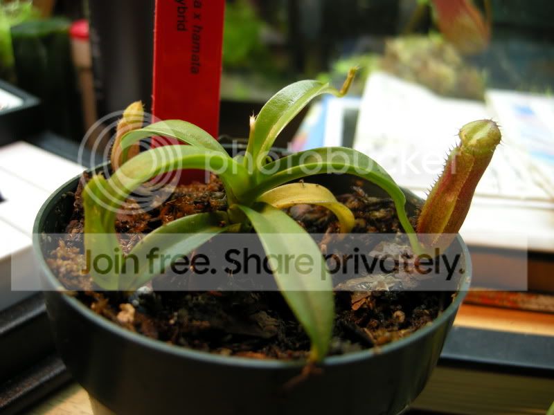 DSCN6815.jpg