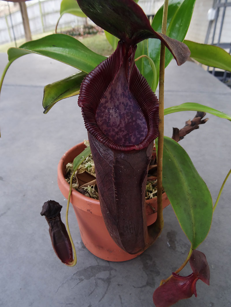 nepenthes-izumiae-x-trusmadiensis.jpg